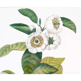 Antique Print by Pierre Jean François Turpin – Black Tea (Thea bohea)