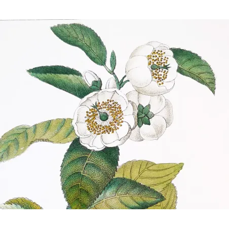 Antique Print by Pierre Jean François Turpin – Black Tea (Thea bohea)