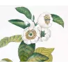 Black Tea (*Thea bohea*) Original hand-colored engraving by Turpin,  Antique  Botanical Print (c.1835)