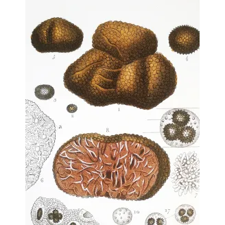 Antique Print by Pierre Jean François Turpin – Truffle (Tuber cibarium)