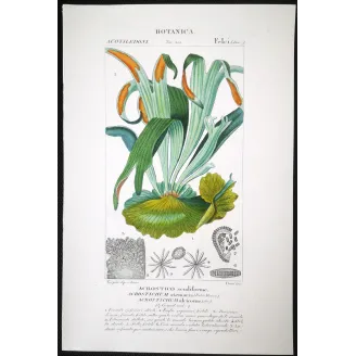 Antique Fern Prints Set (22) – 19th Century Botanical Engravings | Turpin