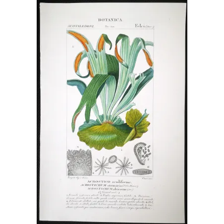 Antique Fern Prints Set (22) – 19th Century Botanical Engravings | Turpin