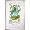 Ferns – Set of 22 Original Antique Botanical Lithographs by Turpin (c. 1830)