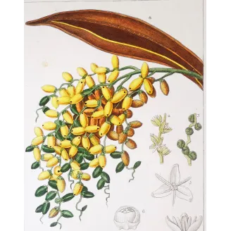 Antique Botanical Print – Pierre Jean François Turpin – Set with 2 Date Palm Phoenix dactylifera