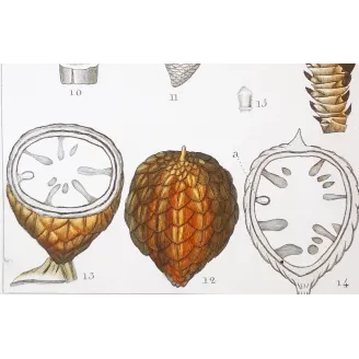 Antique Botanical Print – Pierre Jean François Turpin – Set With 2 Sago Palm  Sagus Rumphii