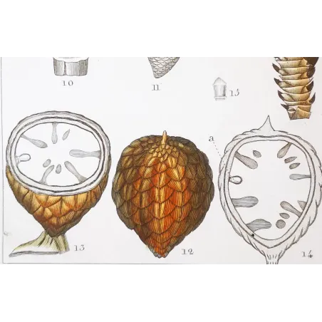 Antique Botanical Print – Pierre Jean François Turpin – Set With 2 Sago Palm  Sagus Rumphii