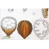 Set With 2 Sago Palm  Sagus Rumphii (Sago del Rumfo) Antique  Botanical Print