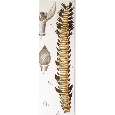 Antique Botanical Print – Pierre Jean François Turpin – Set With 2 Sago Palm  Sagus Rumphii