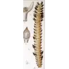 Set With 2 Sago Palm  Sagus Rumphii (Sago del Rumfo) Antique  Botanical Print