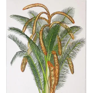Antique Botanical Print – Pierre Jean François Turpin – Set With 2 Sago Palm  Sagus Rumphii