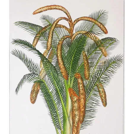 Antique Botanical Print – Pierre Jean François Turpin – Set With 2 Sago Palm  Sagus Rumphii