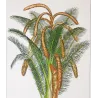 Set With 2 Sago Palm  Sagus Rumphii (Sago del Rumfo) Antique  Botanical Print