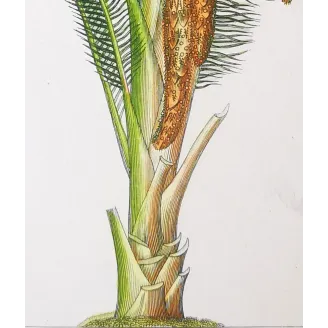 Antique Botanical Print – Pierre Jean François Turpin – Set With 2 Sago Palm  Sagus Rumphii