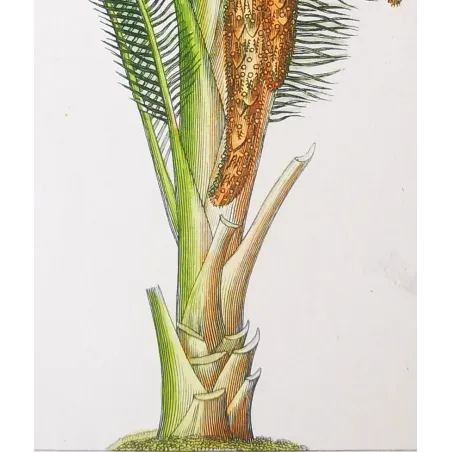 Antique Botanical Print – Pierre Jean François Turpin – Set With 2 Sago Palm  Sagus Rumphii