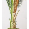Set With 2 Sago Palm  Sagus Rumphii (Sago del Rumfo) Antique  Botanical Print