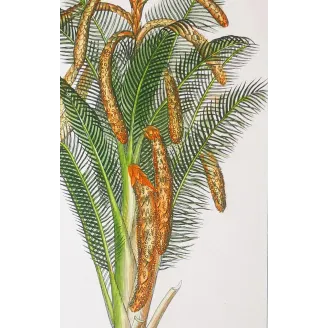 Antique Botanical Print – Pierre Jean François Turpin – Set With 2 Sago Palm  Sagus Rumphii