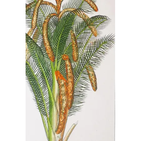Antique Botanical Print – Pierre Jean François Turpin – Set With 2 Sago Palm  Sagus Rumphii