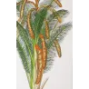 Set With 2 Sago Palm  Sagus Rumphii (Sago del Rumfo) Antique  Botanical Print