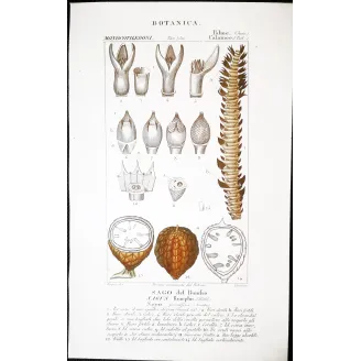 Antique Botanical Print – Pierre Jean François Turpin – Set With 2 Sago Palm  Sagus Rumphii