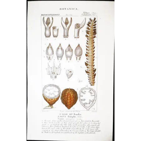 Antique Botanical Print – Pierre Jean François Turpin – Set With 2 Sago Palm  Sagus Rumphii