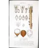 Set With 2 Sago Palm  Sagus Rumphii (Sago del Rumfo) Antique  Botanical Print