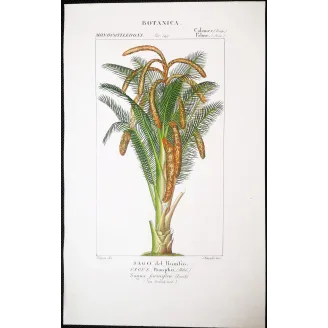 Antique Botanical Print – Pierre Jean François Turpin – Set With 2 Sago Palm  Sagus Rumphii