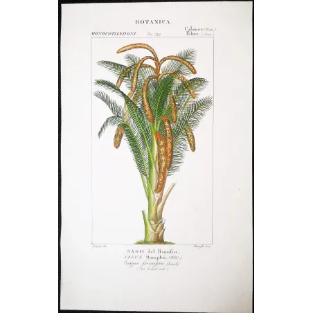 Antique Botanical Print – Pierre Jean François Turpin – Set With 2 Sago Palm  Sagus Rumphii