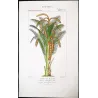 Set With 2 Sago Palm  Sagus Rumphii (Sago del Rumfo) Antique  Botanical Print