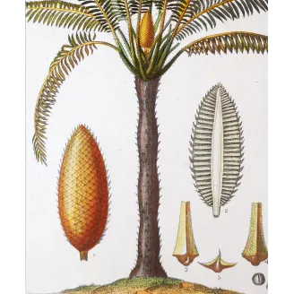 Antique Print by Pierre Jean François Turpin – Cycas circinalis Cicade delle Indie Antique  Botanical Print