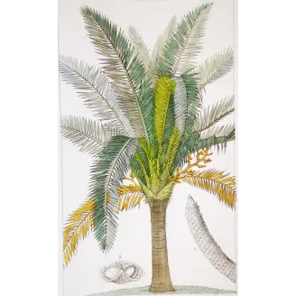 Antique Botanical Print – Pierre Jean François Turpin – Sagus officinalis Sago delle Molucche Antique  Botanical Print