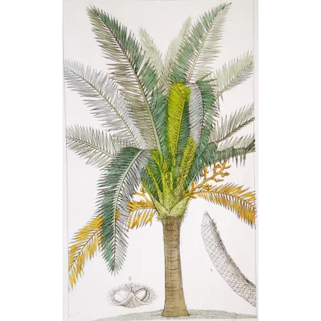 Antique Botanical Print – Pierre Jean François Turpin – Sagus officinalis Sago delle Molucche Antique  Botanical Print