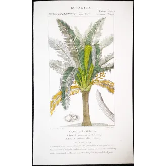 Antique Botanical Print – Pierre Jean François Turpin – Sagus officinalis Sago delle Molucche Antique  Botanical Print