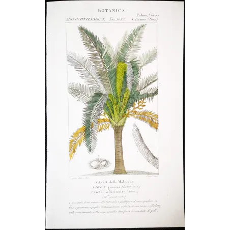 Antique Botanical Print – Pierre Jean François Turpin – Sagus officinalis Sago delle Molucche Antique  Botanical Print