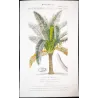 Sagus officinalis Sago delle Molucche Antique  Botanical Print