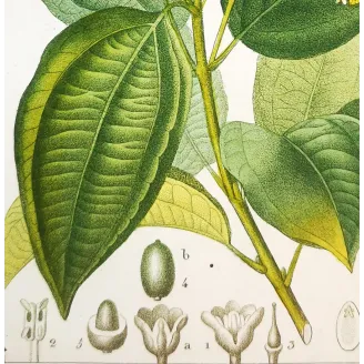 Antique Botanical Print – Pierre Jean François Turpin – Bay Laurel or Cinnamon Tree  *Laurus cinnamomum* Original hand-colored
