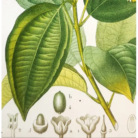 Antique Botanical Print – Pierre Jean François Turpin – Bay Laurel or Cinnamon Tree  *Laurus cinnamomum* Original hand-colored