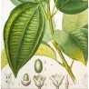 Bay Laurel or Cinnamon Tree  *Laurus cinnamomum* Original hand-colored engraving by Turpin, Antique Botanical Print (c.1835)