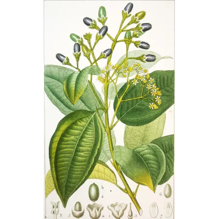 Antique Botanical Print – Pierre Jean François Turpin – Bay Laurel or Cinnamon Tree  *Laurus cinnamomum* Original hand-colored