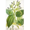 Bay Laurel or Cinnamon Tree  *Laurus cinnamomum* Original hand-colored engraving by Turpin, Antique Botanical Print (c.1835)