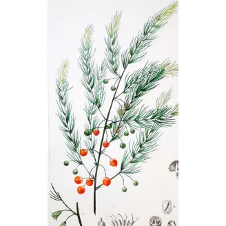 Antique Botanical Print – Pierre Jean François Turpin – Common Asparagus  *Asparagus officinalis* Original hand-colored engravi