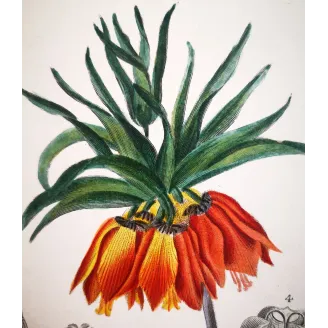 Antique Botanical Print – Pierre Jean François Turpin – Crown Imperial  *Fritillaria imperialis* Original hand-colored engravin