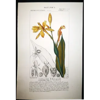 Antique Botanical Print – Pierre Jean François Turpin – Canna flaccida  *Canna flaccida* Original hand-colored engraving by Tur