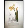Canna flaccida  *Canna flaccida* Original hand-colored engraving by Turpin, Antique Botanical Print (c.1835)