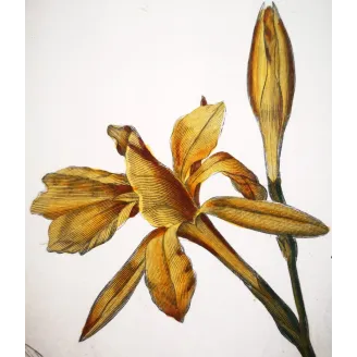 Antique Botanical Print – Pierre Jean François Turpin – Canna flaccida  *Canna flaccida* Original hand-colored engraving by Tur