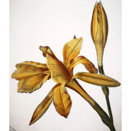 Antique Botanical Print – Pierre Jean François Turpin – Canna flaccida  *Canna flaccida* Original hand-colored engraving by Tur