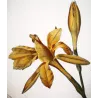 Canna flaccida  *Canna flaccida* Original hand-colored engraving by Turpin, Antique Botanical Print (c.1835)