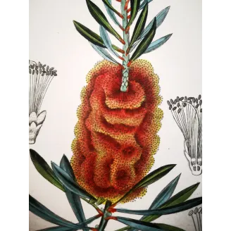 Antique Botanical Print – Pierre Jean François Turpin – Callistemon speciosus  *Metrosideros glauca* Original hand-colored engr