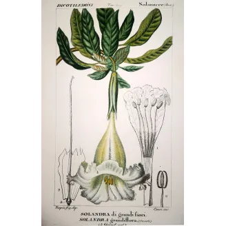 Antique Botanical Print – Pierre Jean François Turpin – Solandra grandiflora  *Solandra grandiflora* Original hand-colored engr