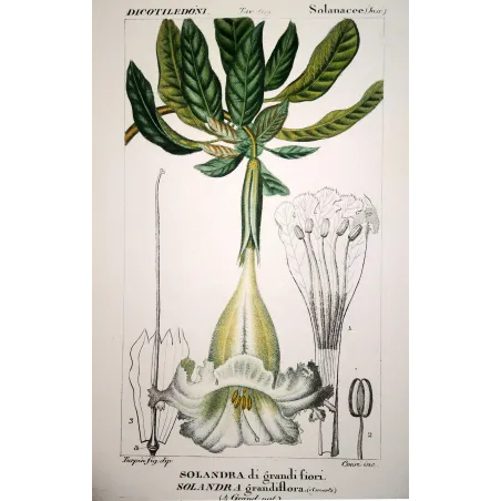 Antique Botanical Print – Pierre Jean François Turpin – Solandra grandiflora  *Solandra grandiflora* Original hand-colored engr