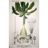 Solandra grandiflora  *Solandra grandiflora* Original hand-colored engraving by Turpin, Antique Botanical Print (c.1835)